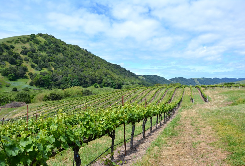 Kalifornskými vinicemi a přes Golden Gate do San&nbsp;Francisca
